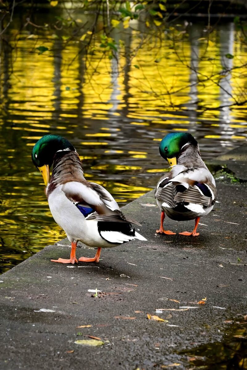 St.-Stephens-Green-Ducks-Dublin - Appetites Abroad